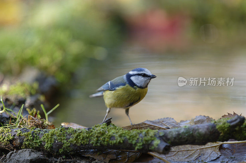 Bluetit (Parus山雀)